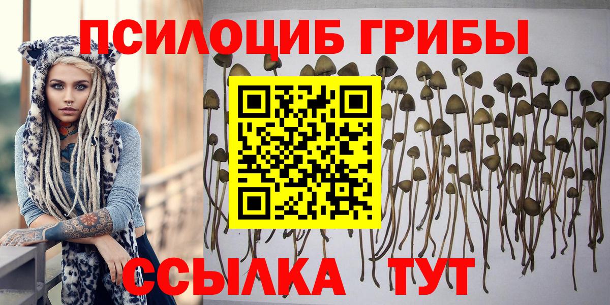 Псилоцибиновые грибы мицелий Томск
