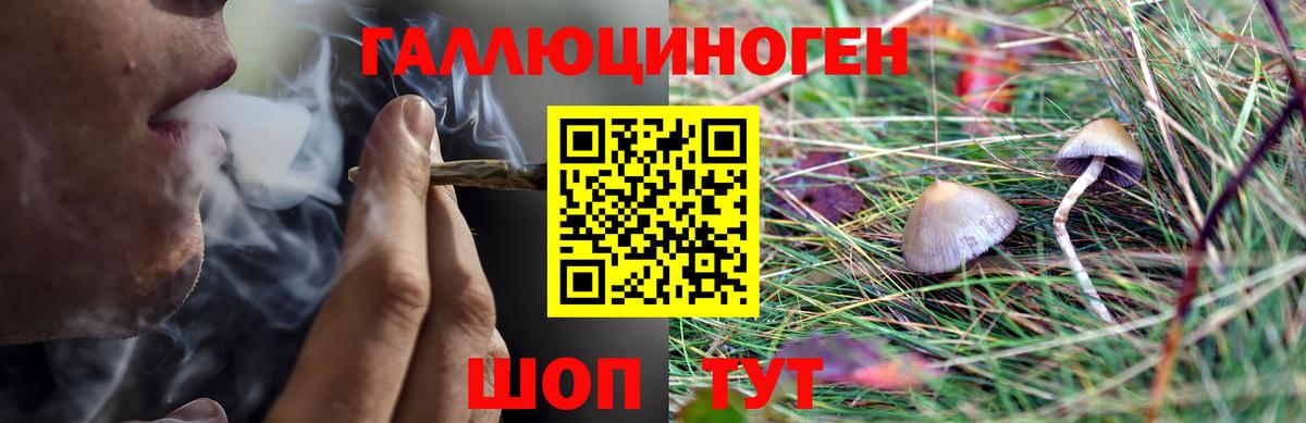 Томск  Галлюциногенные грибы Psilocybe  Вход с VPN 